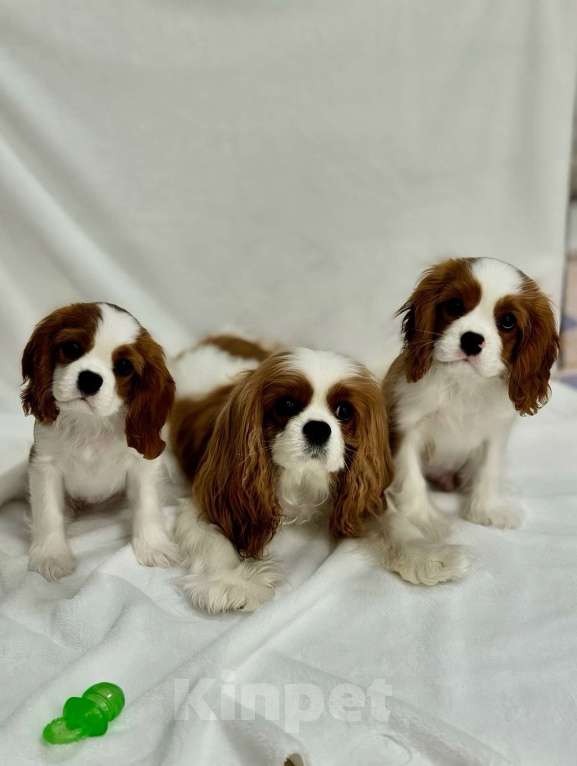 Собаки в Москве: Кавалер кинг-чарльз-спаниель, щенок Мальчик, 100 000 руб. - фото 7