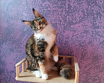 Кошки в Новосибирске: Котёнок Мейн-Кун Девочка, Бесплатно - фото 4