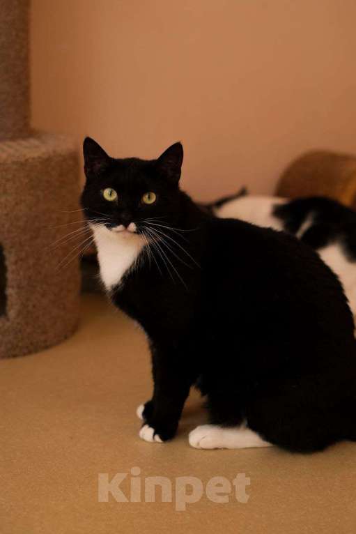 Кошки в Санкт-Петербурге: Кот ищет дом Мальчик, Бесплатно - фото 3