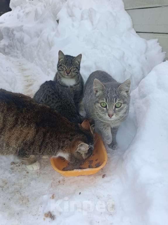 Кошки в других городах Московской области: Котосемья в поисках дома Девочка, Бесплатно - фото 3