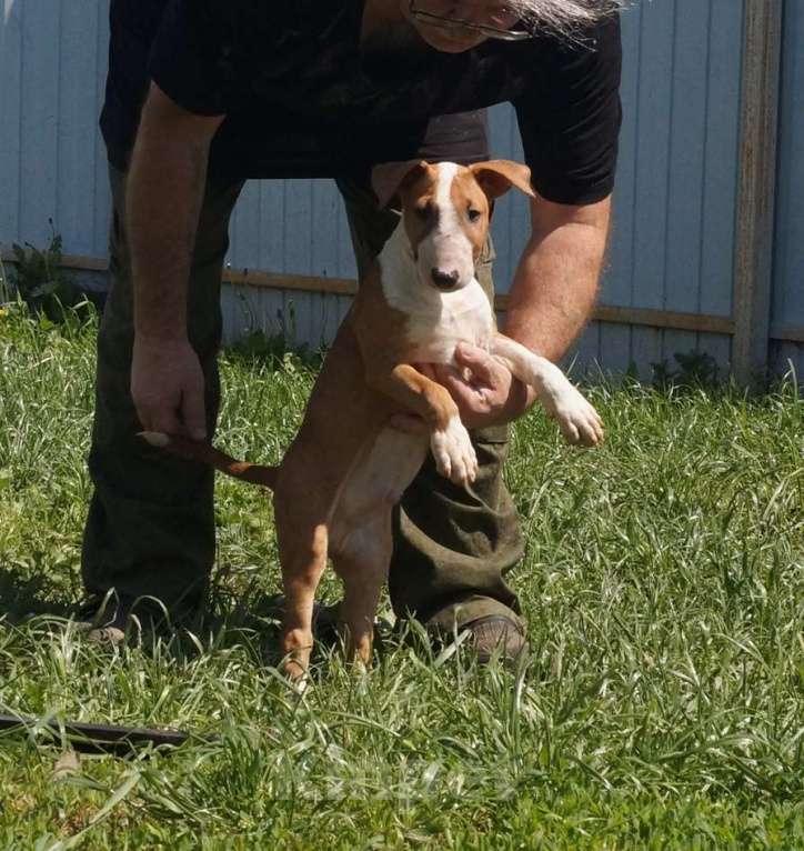 Собаки в Пушкино: крупный щенок стандартного бультерьера (Озборн) Мальчик, 80 000 руб. - фото 4