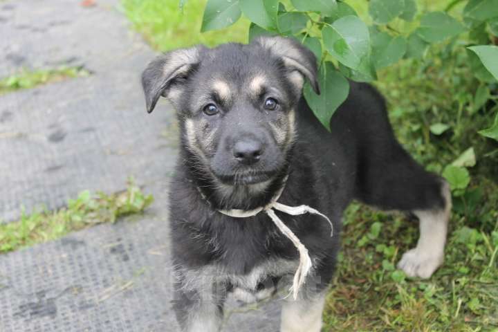 Собаки в Москве: Щенки восточноевропейской овчарки  Девочка, 40 000 руб. - фото 7