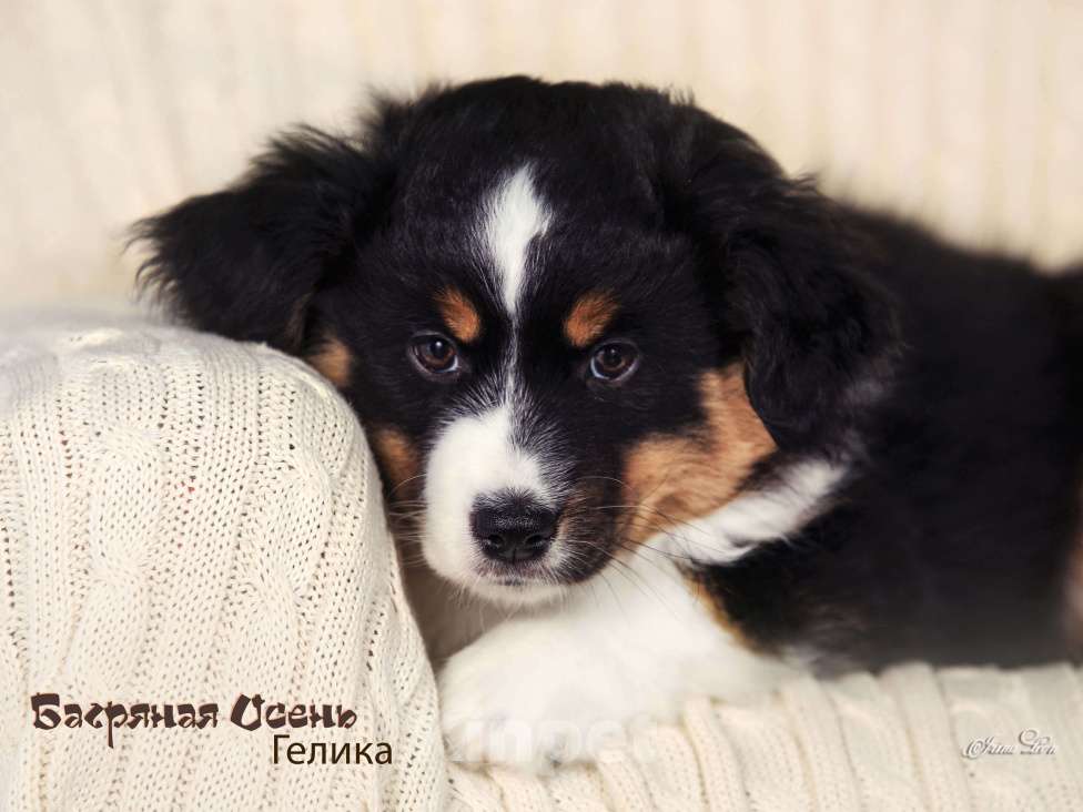 Собаки в других городах Московской области: Продается девочка миниаусси Девочка, 60 000 руб. - фото 7