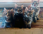 Кошки в Шатуре: Мей-кун котенок Девочка, 10 000 руб. - фото 1