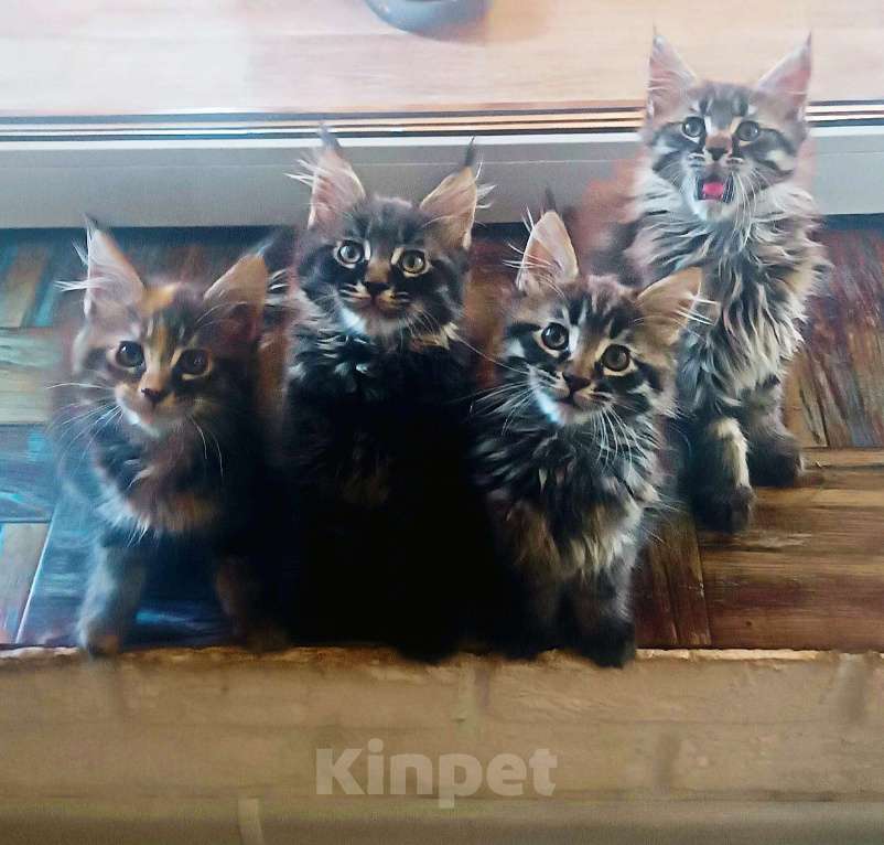 Кошки в Шатуре: Мей-кун котенок Девочка, 10 000 руб. - фото 1