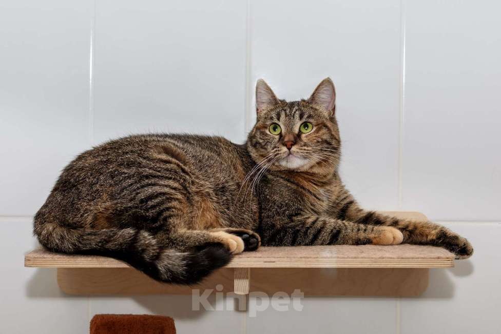 Кошки в Москве: В самые добрые руки Девочка, Бесплатно - фото 5