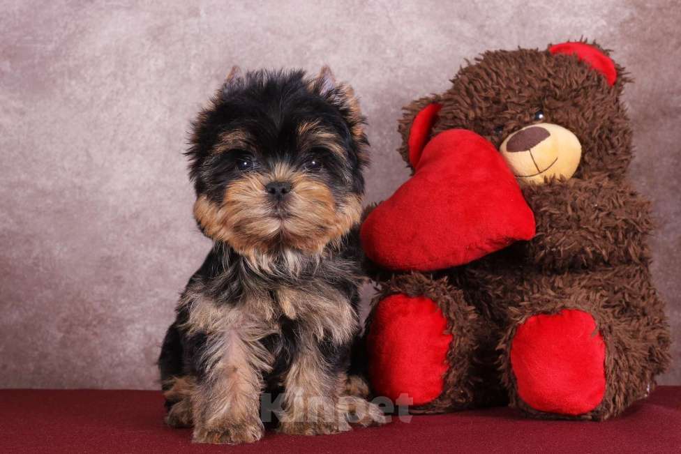 Собаки в Москве: Йоркширский терьер красивый курносик Федерико РКФ Мальчик, 50 000 руб. - фото 3