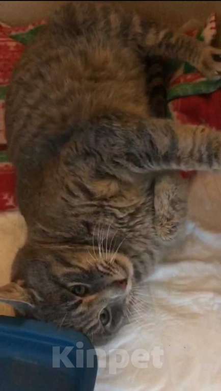 Кошки в Москве: Жертва жестокого обращения котик Гера ищет дом Мальчик, 1 руб. - фото 5