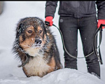 Собаки в Москве: Большой ласковый пес Вольт ждет Вашего звонка Мальчик, Бесплатно - фото 2