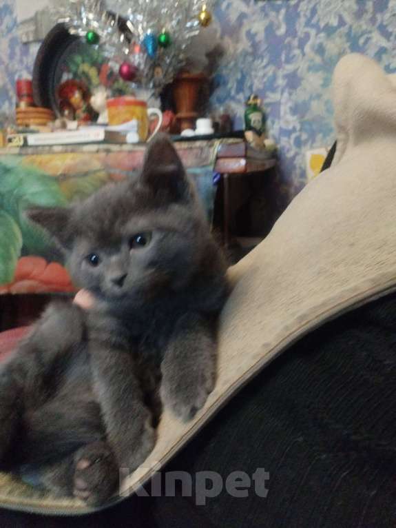 Кошки в Москве: Мальчик русский голубой Мальчик, 4 000 руб. - фото 3