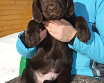 Собаки в Великом Новгороде: Шоколадные малыши лабрадора из племенного питомника Мальчик, 70 000 руб. - фото 3