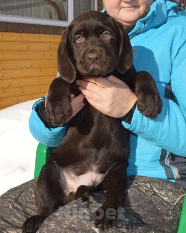 Собаки в Великом Новгороде: Шоколадные малыши лабрадора из племенного питомника Мальчик, 70 000 руб. - фото 3