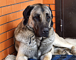 Собаки в Москве: Турецкий кангал (kangal shepher dog) вязка Мальчик, 50 000 руб. - фото 4