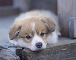 Собаки в Новосибирске: Щенки вельш корги пемброк Мальчик, Бесплатно - фото 6