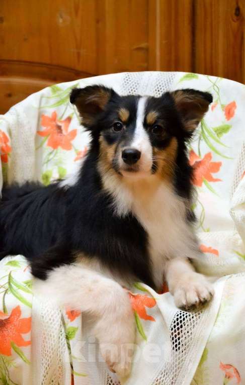 Собаки в Москве: Австралийская овчарка девочка щенок  Девочка, 25 000 руб. - фото 3