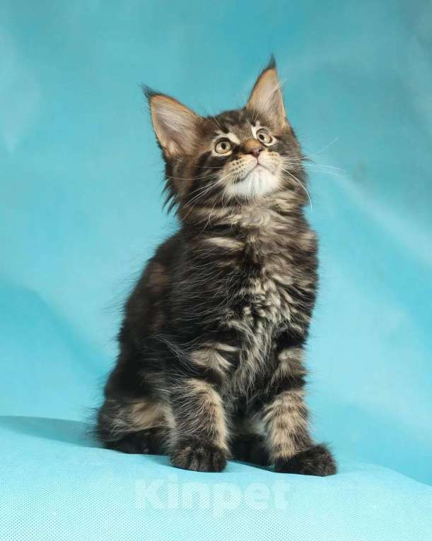 Кошки в Раменском: Котенок Мейн-кун Мальчик, 45 000 руб. - фото 4