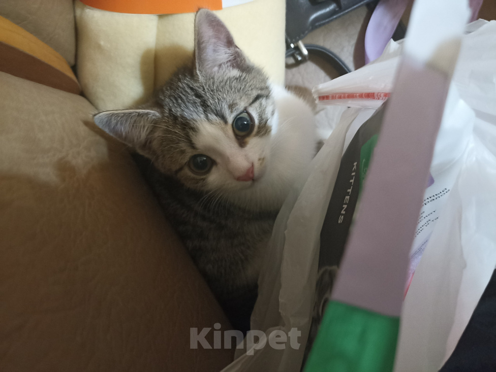 Кошки в других городах Краснодарского края: Котенок в добрые руки Мальчик, 500 руб. - фото 5