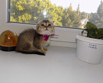Кошки в Москве: Шотландский вислоухий короткошёрстный котёнок Девочка, 16 000 руб. - фото 2