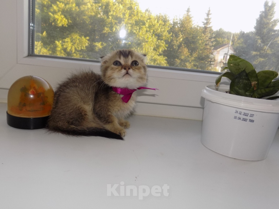 Кошки в Москве: Шотландский вислоухий короткошёрстный котёнок Девочка, 16 000 руб. - фото 2