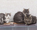 Кошки в Москве: Котёнок трёхцветка девочка  Девочка, Бесплатно - фото 1