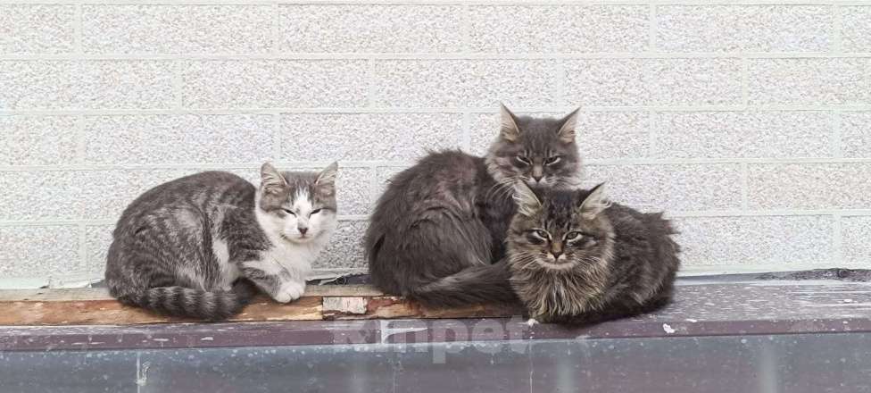 Кошки в Москве: Котёнок трёхцветка девочка  Девочка, Бесплатно - фото 1