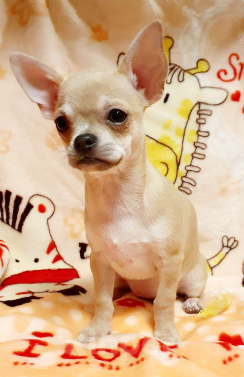 Собаки в Москве: Щенки чихуа Девочка, 30 000 руб. - фото 5