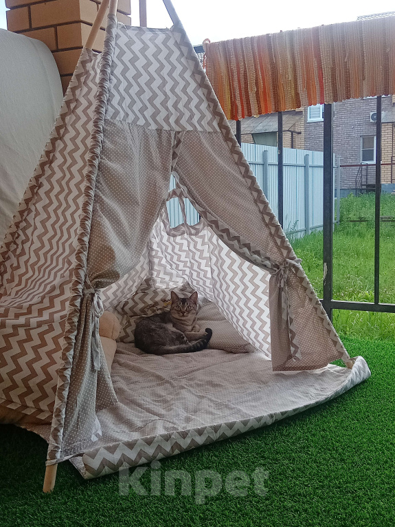 Кошки в Нижнем Новгороде: В добрые руки добрую кошку Девочка, Бесплатно - фото 1