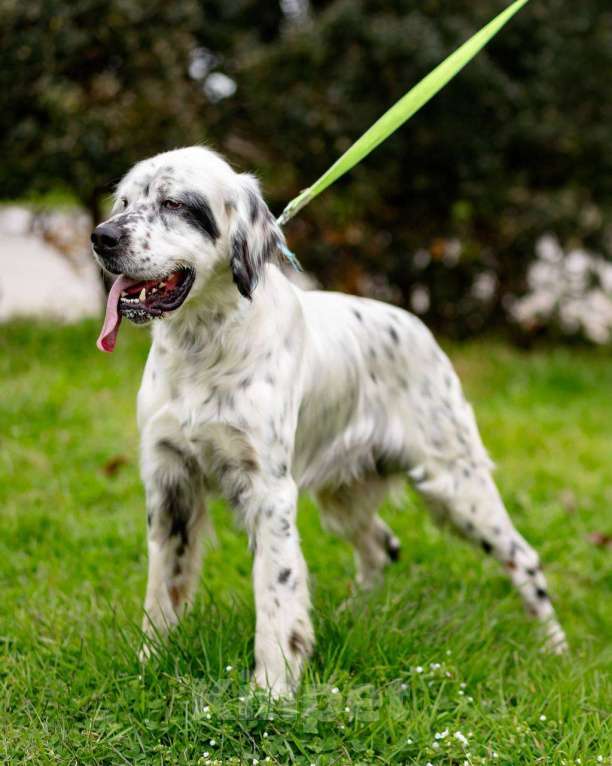 Собаки в Москве: Английский сеттер Каспер ищет дом. Мальчик, Бесплатно - фото 3