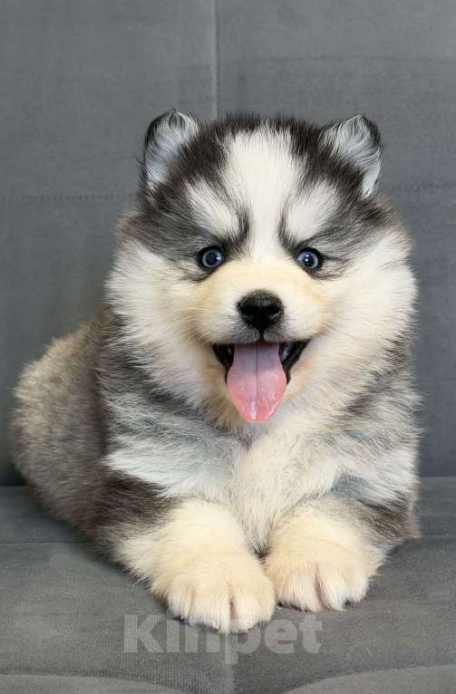 Собаки в Санкт-Петербурге: Девочка помски Девочка, 80 000 руб. - фото 2