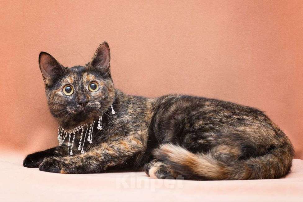 Кошки в Москве: Пеппи ищет дом  Девочка, Бесплатно - фото 3