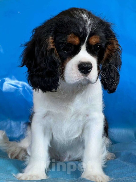 Собаки в Иваново: Кавалер Кинг Чарльз спаниель Мальчик, Бесплатно - фото 2