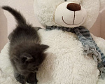 Кошки в Перми: Котята для счастья!  Мальчик, 10 руб. - фото 9