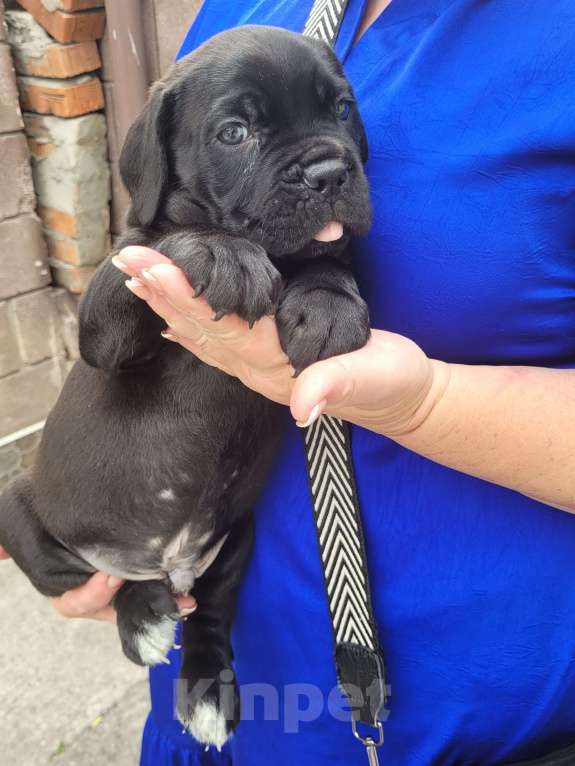 Собаки в Симферополе: B oжидании свoегo любящeго хозяина 🥰 Мальчик, 65 000 руб. - фото 8