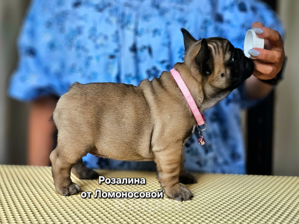 Собаки в Ногинске: Щенок французского бульдога РКФ. Девочка, 120 000 руб. - фото 3