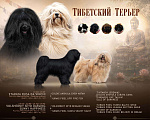 Собаки в Петрозаводске: Щенок Тибетского Терьера Девочка, 75 000 руб. - фото 4