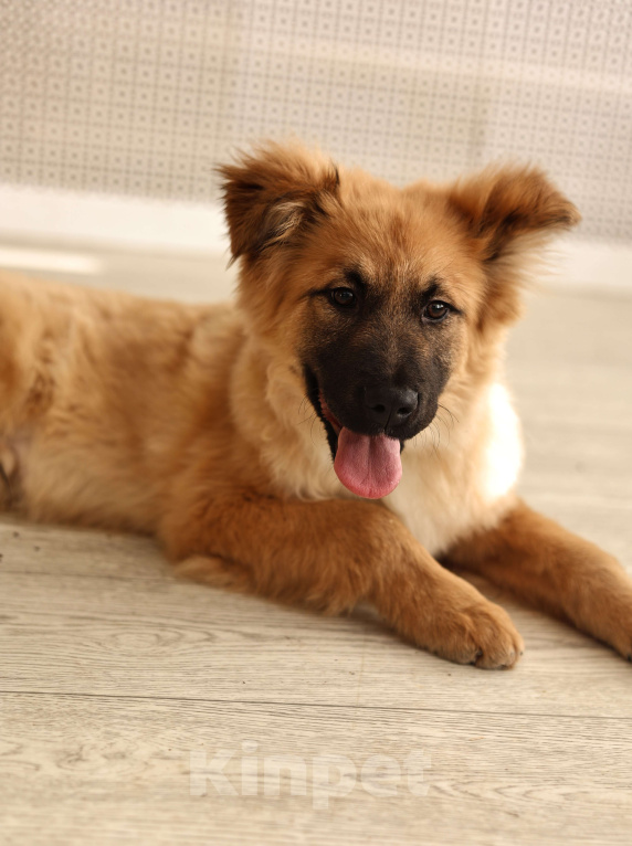 Собаки в Москве: Щенки бесплатно в Москве Мальчик, Бесплатно - фото 8