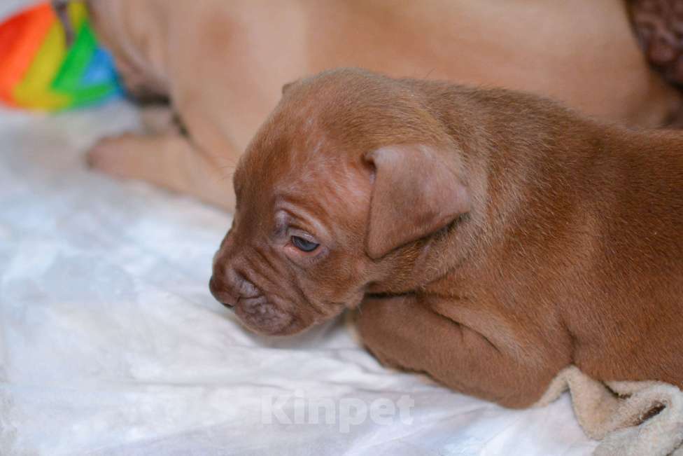 Собаки в Санкт-Петербурге: Продаем Девочка, 29 000 руб. - фото 7