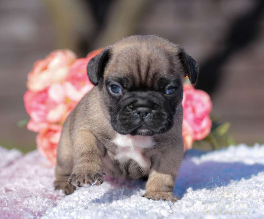 Собаки в Саратове: Щенки французского бульдога Девочка, 80 000 руб. - фото 1