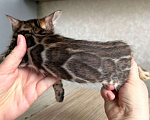 Кошки в Москве: Клубные бенгальские котята-девочка Девочка, 70 000 руб. - фото 2