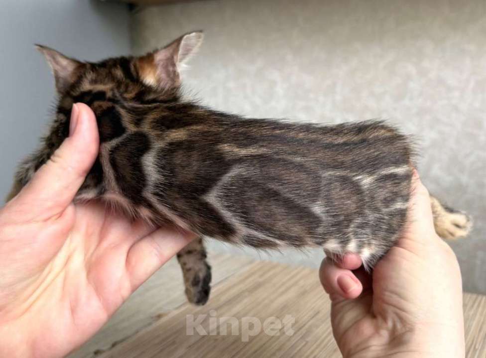 Кошки в Москве: Клубные бенгальские котята-девочка Девочка, 70 000 руб. - фото 2