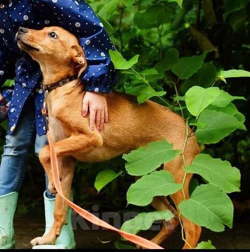 Собаки в Москве: Милый рыжий щенок Злата Девочка, Бесплатно - фото 2