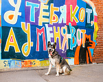 Собаки в Москве: Фантастический Хэппи ищет дом Мальчик, Бесплатно - фото 2