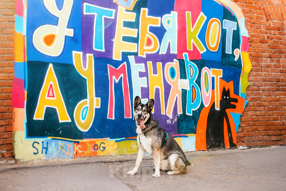 Собаки в Москве: Фантастический Хэппи ищет дом Мальчик, Бесплатно - фото 2