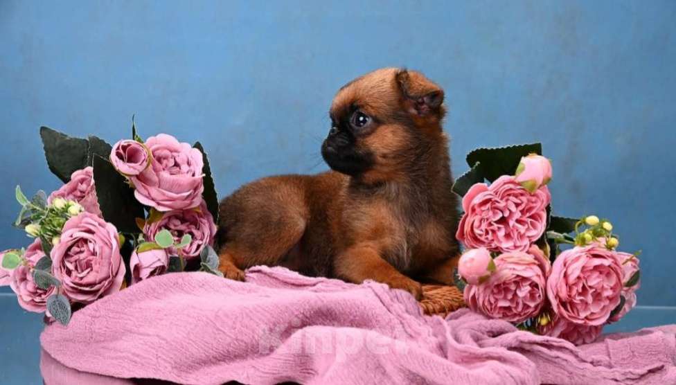 Собаки в Москве: Миниатюрная девочка пти-брабансон Девочка, 60 000 руб. - фото 2