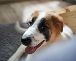 Собаки в Москве: Редкого окраса щенок Тимон ищет дом Мальчик, 10 руб. - фото 5