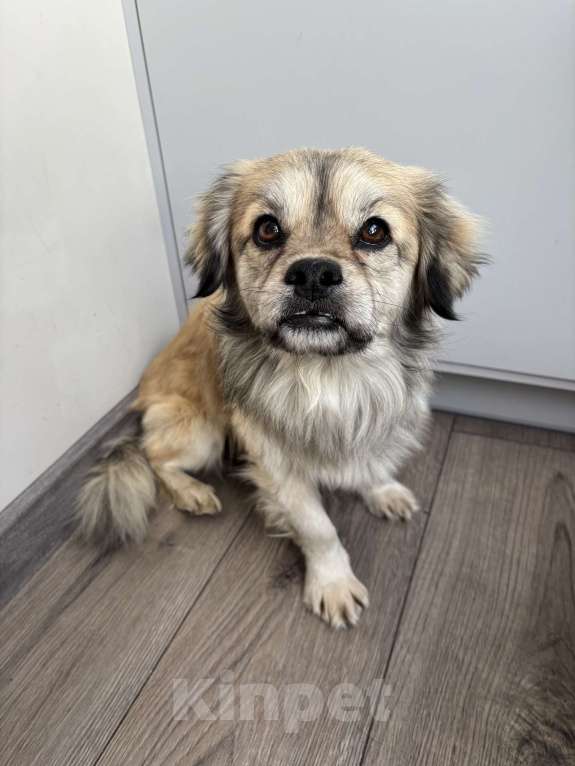 Собаки в Москве: маленькая собака в добрые руки Мальчик, Бесплатно - фото 4