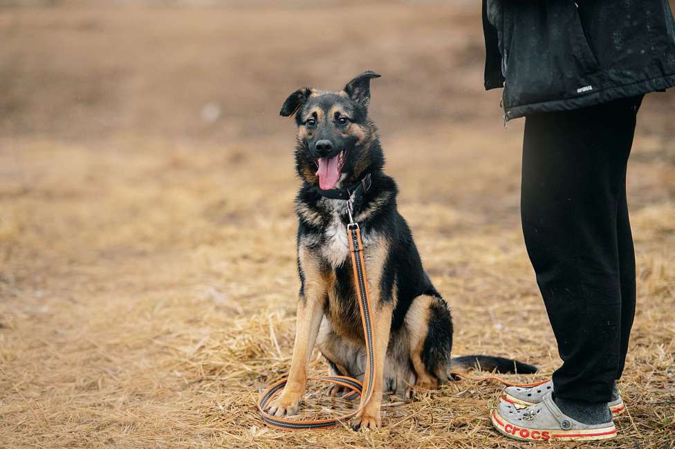 Собаки в Москве: Тимон Мальчик, Бесплатно - фото 5