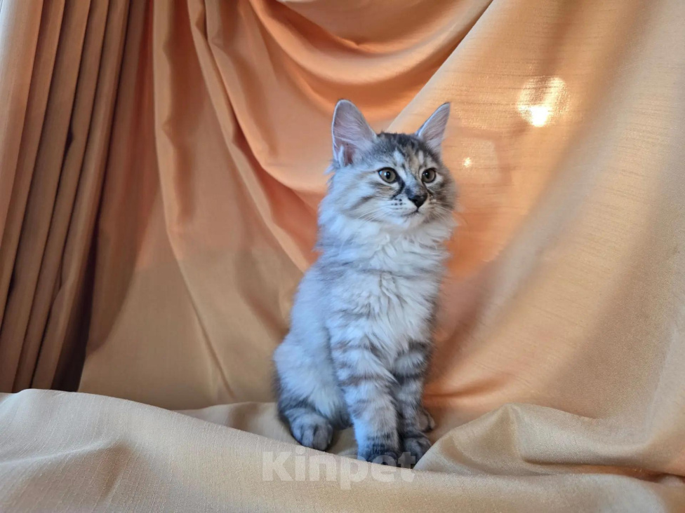 Кошки в Москве: Котенок курильского бобтейла Разнополые, 15 000 руб. - фото 1