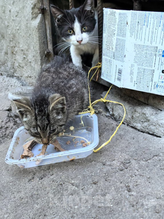Кошки в Санкт-Петербурге: Котята нуждаются в помощи Разнополые, Бесплатно - фото 4