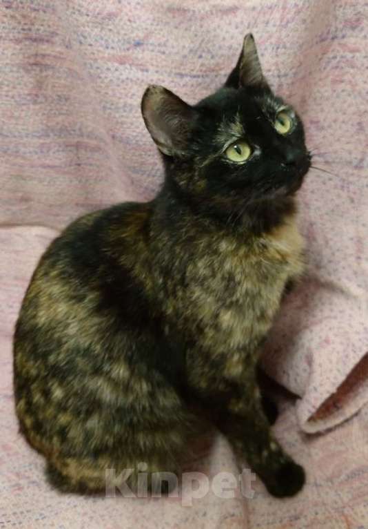 Кошки в Санкт-Петербурге: Кошечка черепахового окраса в добрые руки Девочка, Бесплатно - фото 2
